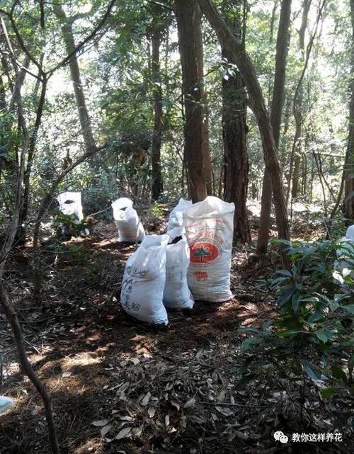 腐叶土|自制4种营养土，再也不板结烂根，大白根能挤破盆！