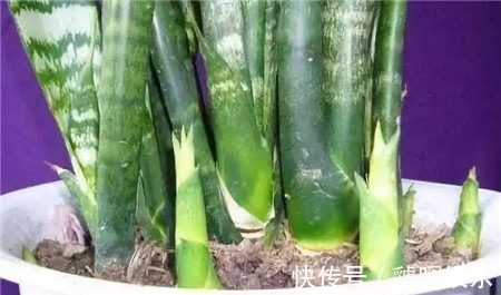 华友们|打开虎皮兰这个神秘机关,疯狂冒芽摁不住,简直把盆撑炸!