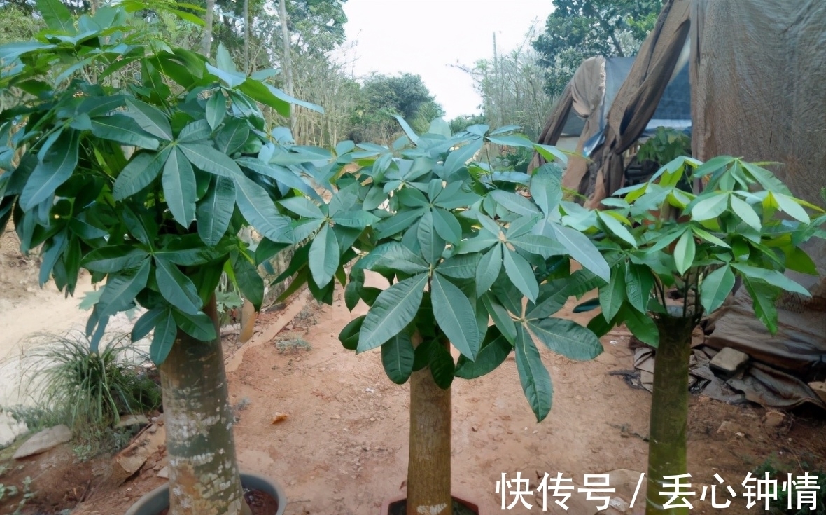 发财树烂根、叶片枯黄耷拉,养花人别灰心,调整这2点就好了