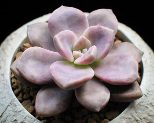 多肉紫乐怎么养更艳丽教你3个小妙招，养出梦幻色彩的紫乐