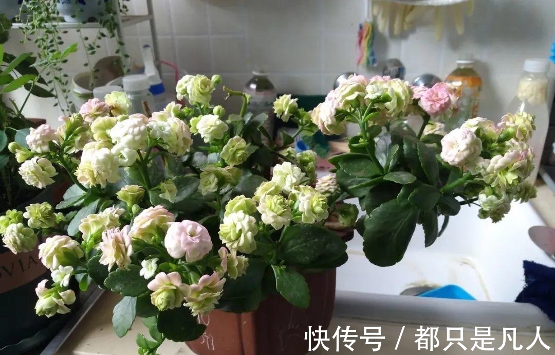 “寿命长”的10种花,寓意好,格调高,老人见了眉开眼笑!