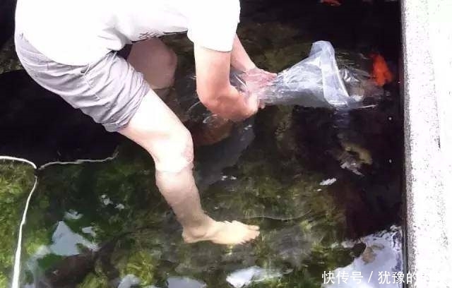 鱼缸和池还可以这样结合?只能说很有想法,有钱我也搞一个!