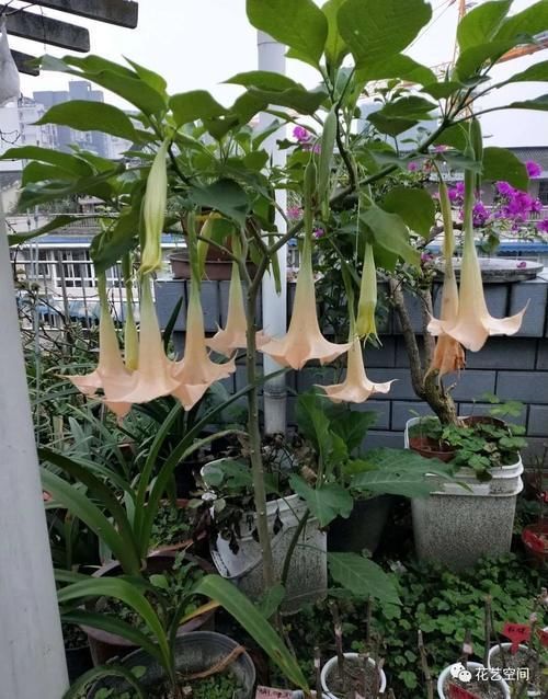 夹竹桃|家里有小孩,这几种花万万不能养,小心“酿成悲剧”!