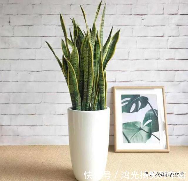 适合客厅养的6种“镇宅花”,美观大气又好养,越养越旺家