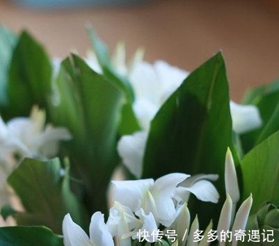 花头|用一束沁人心脾的姜花,来挥别这个夏天!
