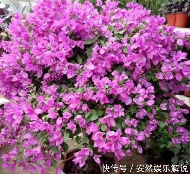 夏天太阳再强也能开的3种花,个个开的旺,越晒花越多,超漂亮