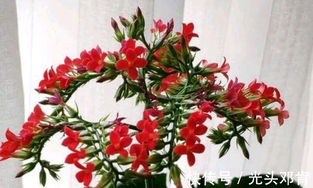 低温花草