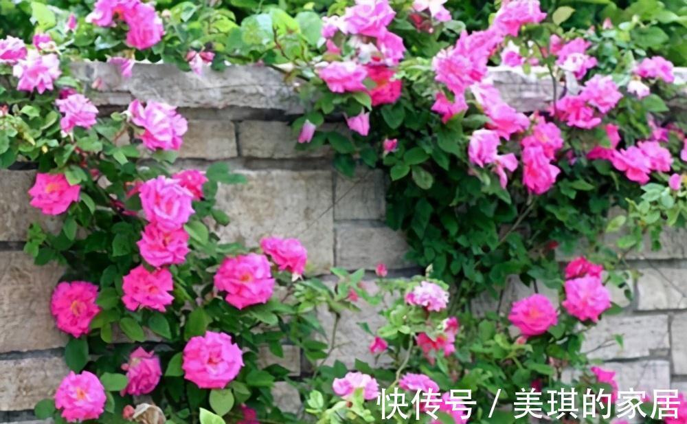 藤本月季是现在花后剪枝,还是冬天横牵春天剪枝好