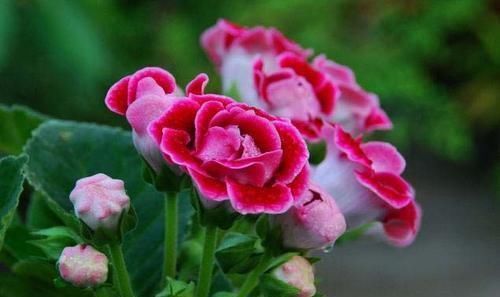 叶片|此花,特别喜阴,家里采光不好也能养,开花又大又鲜艳