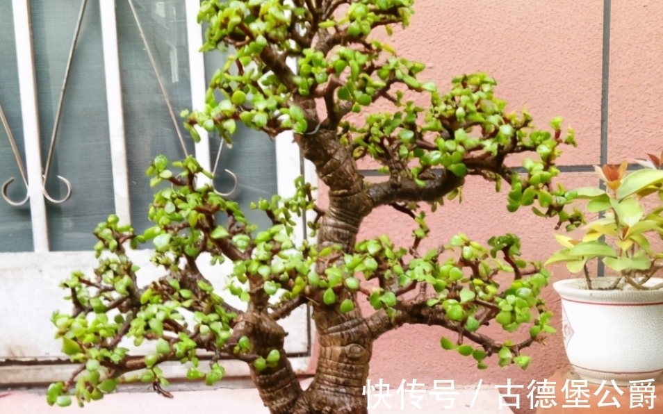 多注意这5点,金枝玉叶养成老桩,操作简单、成功率高