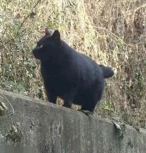 |搞笑图片幽默段子笑话小黑猫还挺肥的啊,还能捉老鼠么