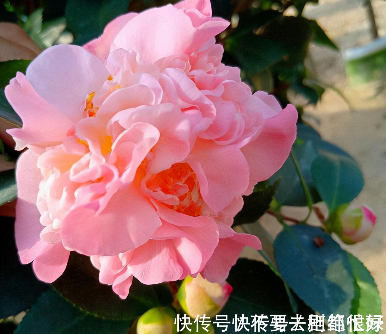 五种“吉祥花”,建议养一盆,不仅寓意好,还利于健康