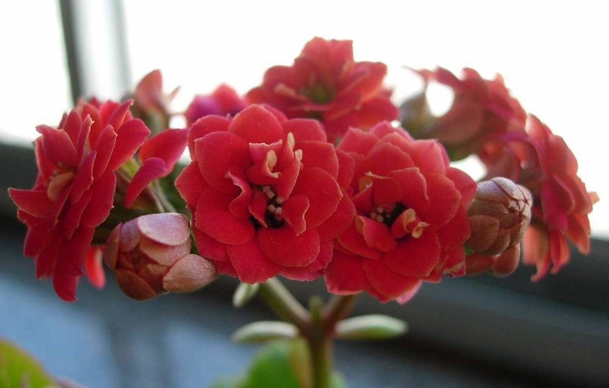 秋养长寿花需要做很多,具体养护步骤都有了,再不打理就晚了