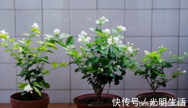茉莉花|养茉莉花有5个常见问题，对于新手来说，避免才能花开不断不黄叶