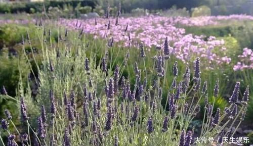 几种可以食用和观赏的草本花卉,新手也能养得很好