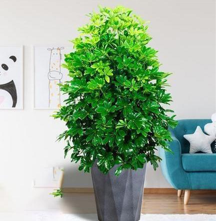 扦插|做好4点，鸭掌木安全度夏！天一凉快，叶子蹭蹭长，终年油绿