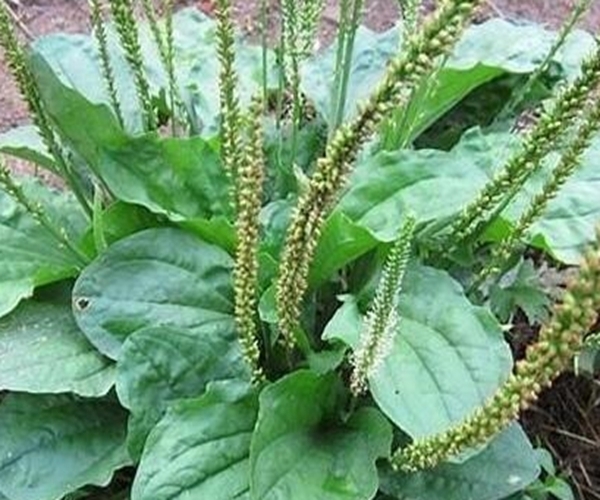 猪肚菜|车前草能抗癌别再被忽悠了，真实功效有3个，最适合老人喝！