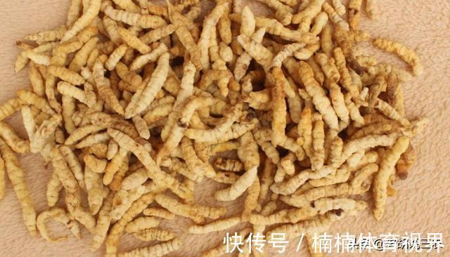 汪颖|被称为“地白虫”,原先无人要,现在居然卖30元/斤,为啥呢?