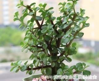 乱舞|金枝玉叶长的“狂魔乱舞”,剪几刀,秒变“悬崖桩”,烂根也不怕!