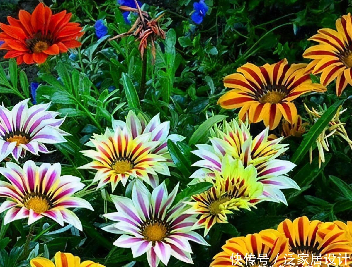 别错这款盆栽“新宠”，“一杆多花”颜色艳，单叶就可繁殖一大群