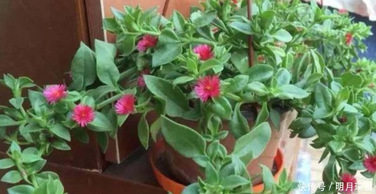 家里一定养的5种花,花开媲美玫瑰,花朵姿态万千,美
