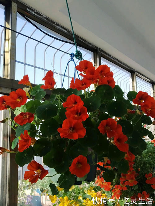 盆栽花|世界名花“旱金莲”,优秀的室内盆栽花,家里养一盆,四季有花看