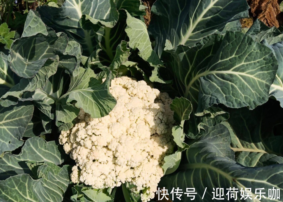 空盆养花土别闲着，种上这3样菜，观赏、食用两不误