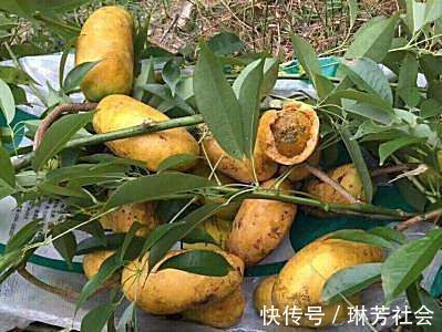 猕猴桃|每天晚上坚持吃三种食物，营养丰富、延缓衰老，有益健康