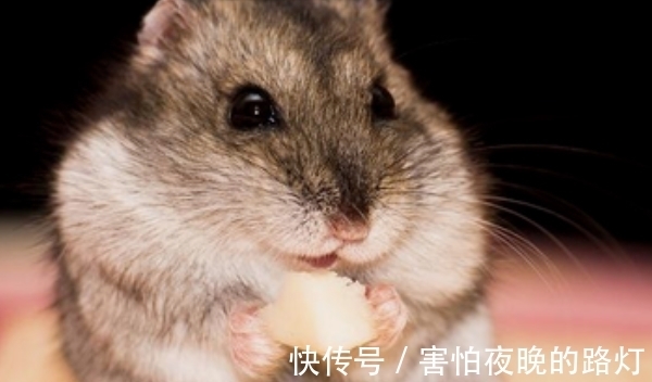 属鼠人|哪几年出生属鼠人,福自天降好运不断,下半年苦尽甘来,大器晚成