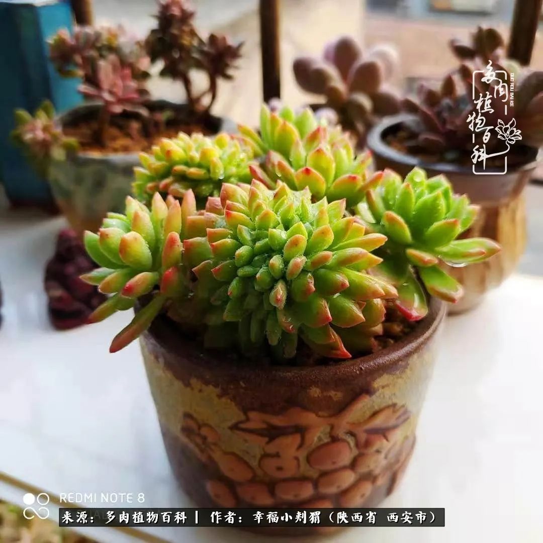 时光荏苒，种肉赏肉已成了生活中不可缺少的一部分！