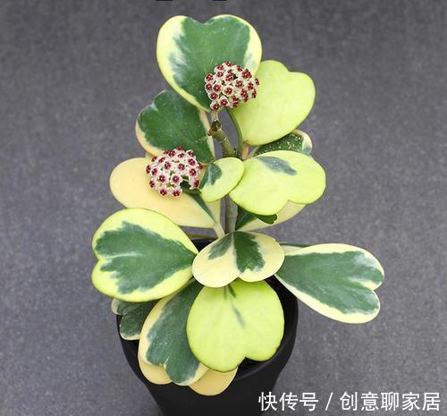 5种漂亮多肉,寓意美好,生机勃勃,是家庭盆栽佳品!