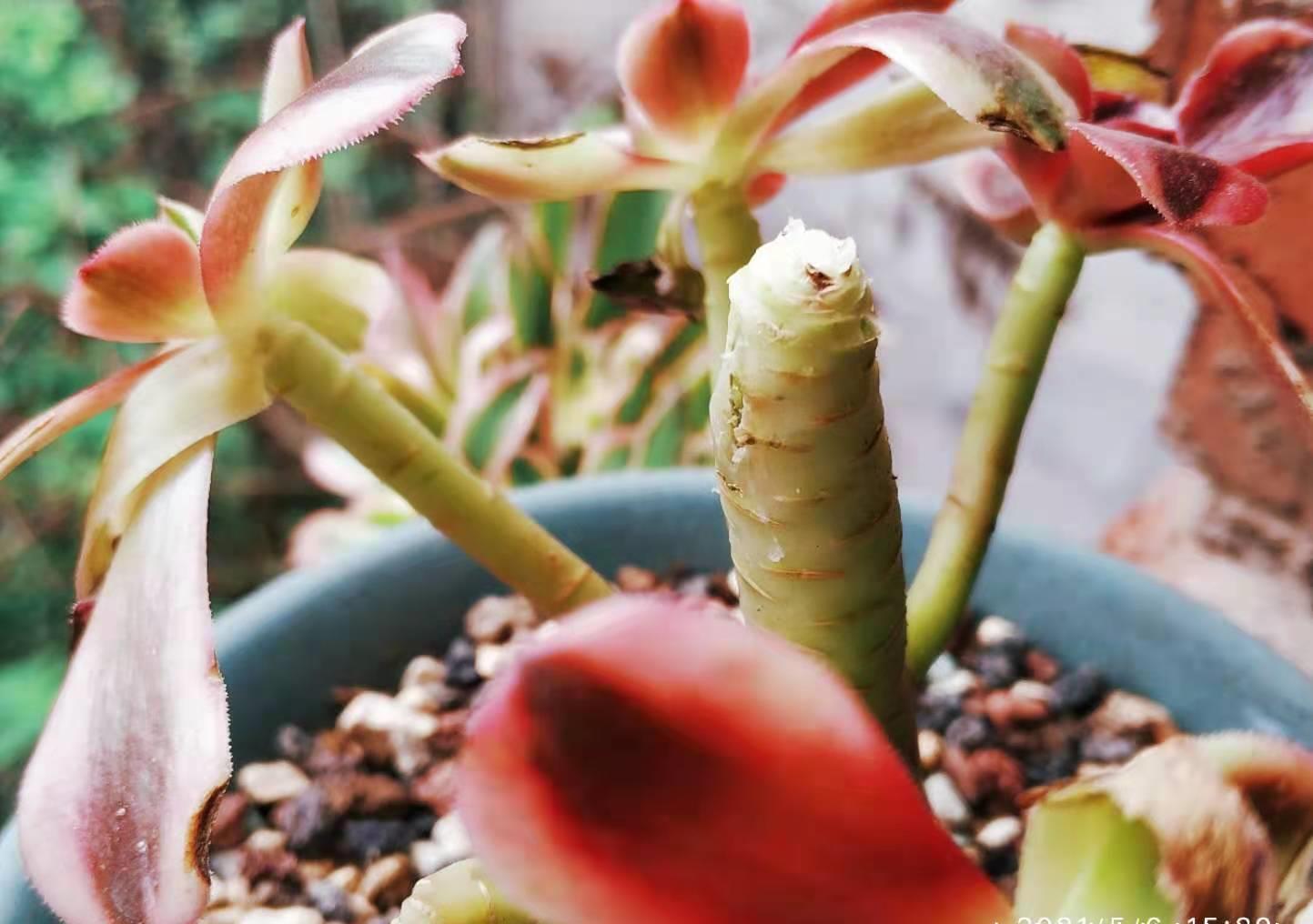 肉友|时间如白驹过隙,眨眼就到5月份了,我们的多肉还能不能淋雨呢?