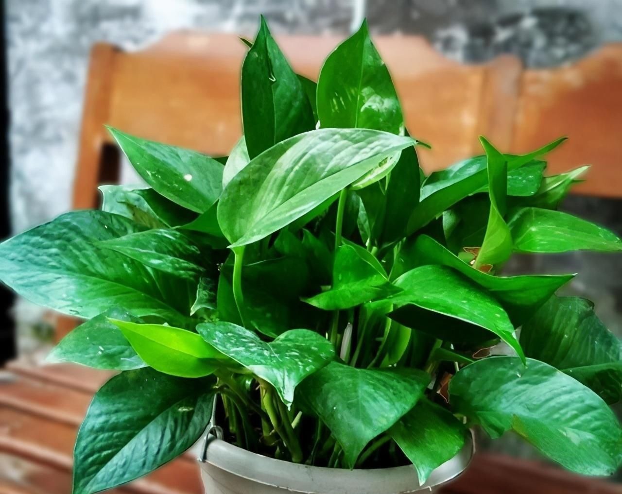 虫子总围着花草嗡嗡飞？自制“4样”杀虫剂，安全无毒，效果好