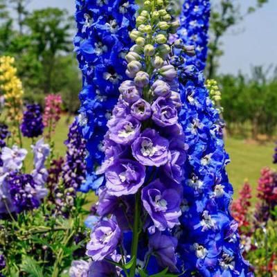 它名“大花飞燕”，花朵又大又密，一枝开100朵，好看好养