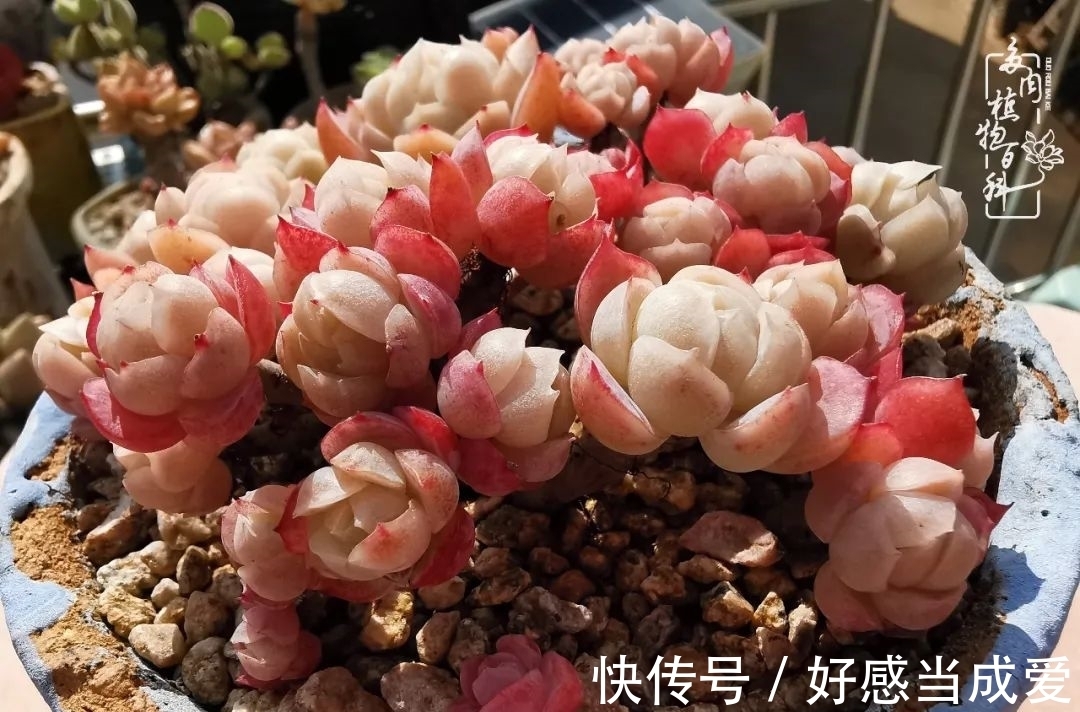 治愈之“肉”:愿所有的养肉人都被这些“胖子们”治愈