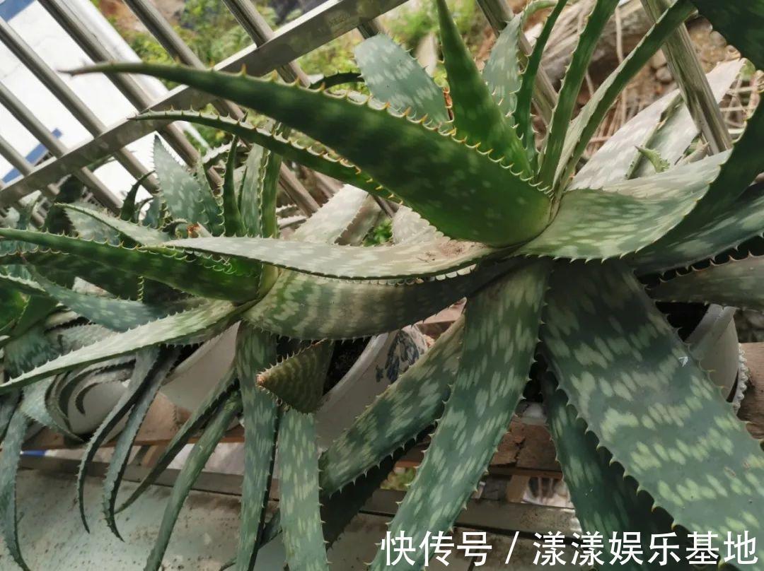 10种花要控水,天热反而不能浇,一浇水就死