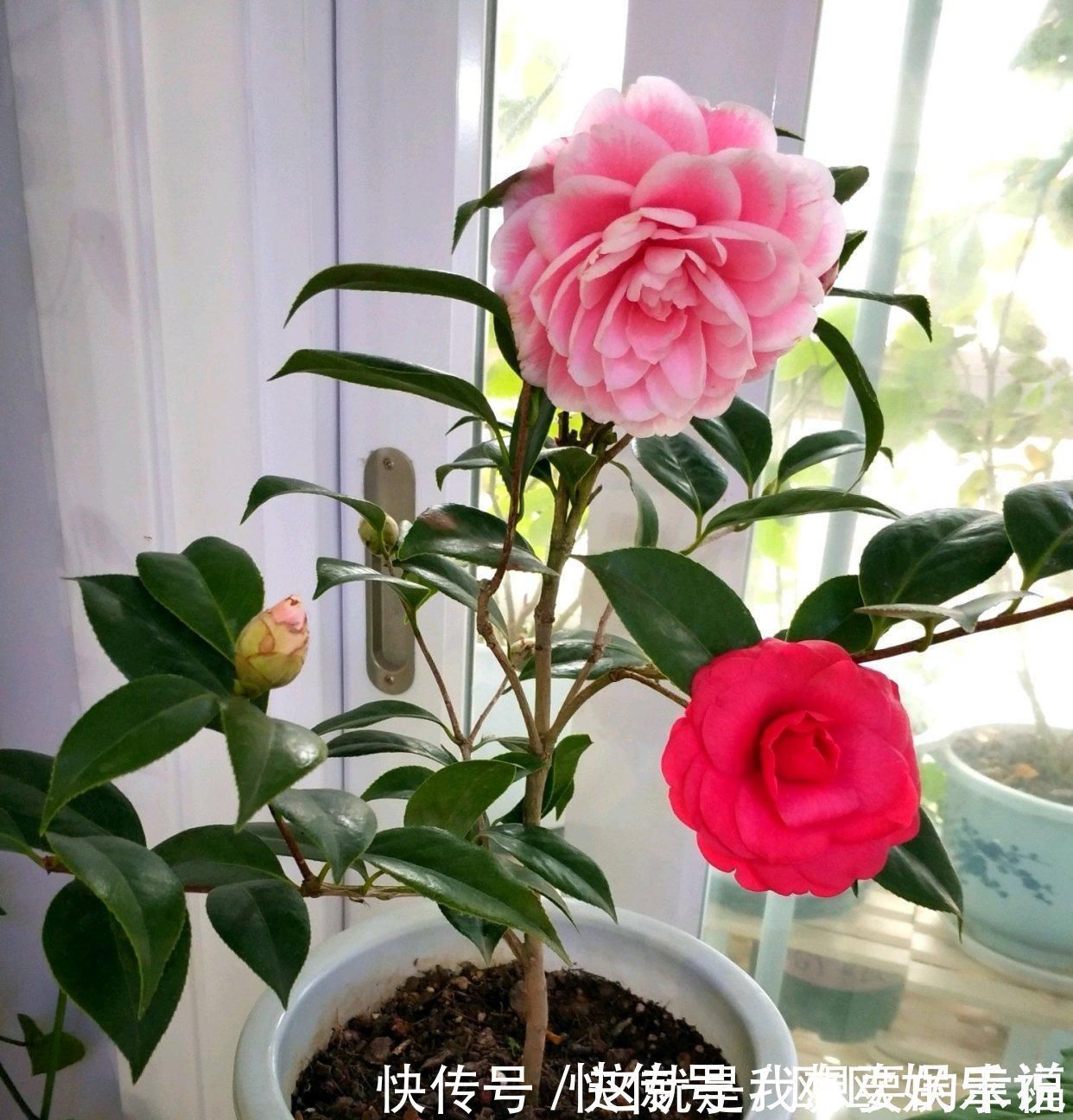 茶花|此花是中国传统名花，一树多色花，漂亮不输牡丹，北方也能养