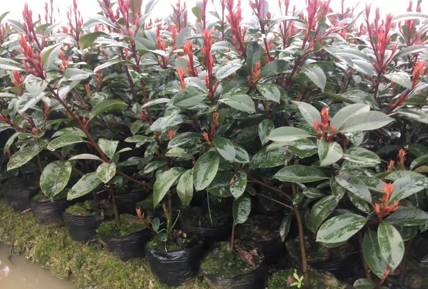 养花试试这几款,繁殖可以通过更换花盆来划分