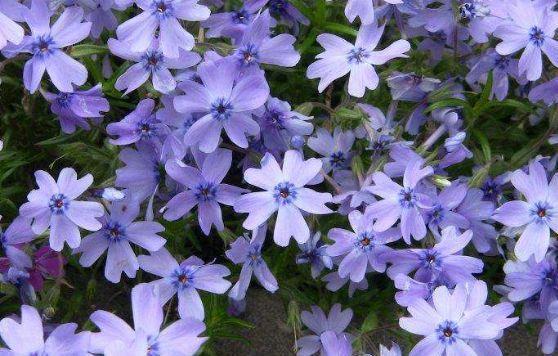 养花就养4种花,好活易爆盆,花姿妖娆,四季繁花似锦,姿色艳丽