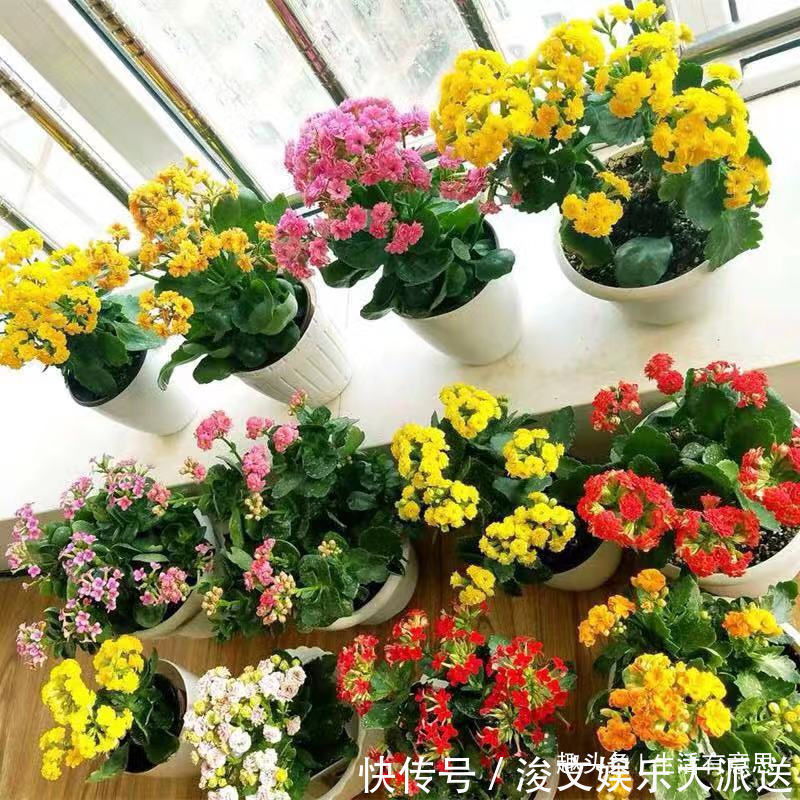 7月7花,生长在烈日下的“骨气花”,不死不伤,还能持续爆盆!