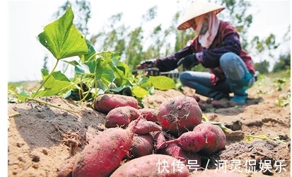 病菌|有“长寿食品”之誉的红薯，减肥瘦身，如何收获高产优质的红薯