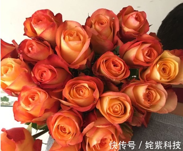 养花|喜欢菊花，不如养盆“精品玫瑰”金辉，花开万众瞩目，美不胜收！