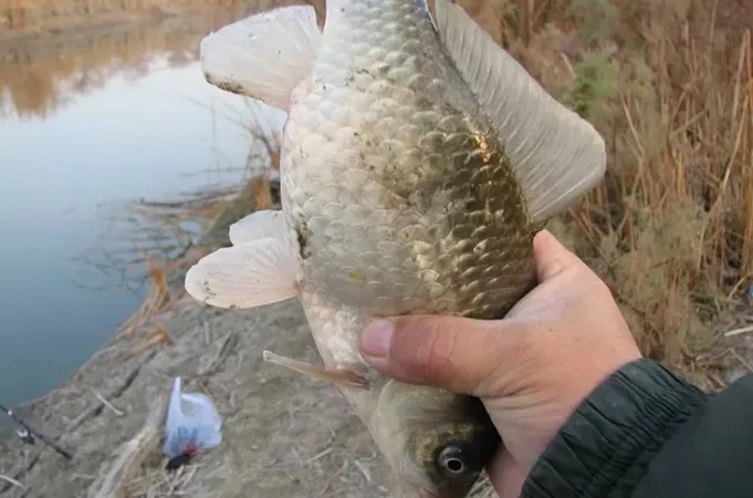 冬天“降服”板鲫，这子线用法格外关键，我才试一次就钓过了瘾