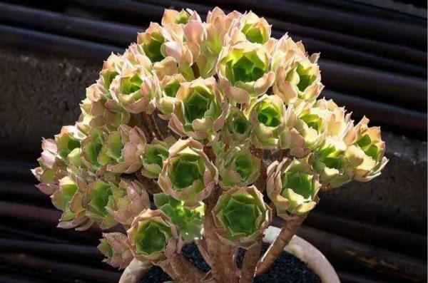 公认比“玫瑰花”漂亮的7种多肉,山地玫瑰落榜,这3种得票最高