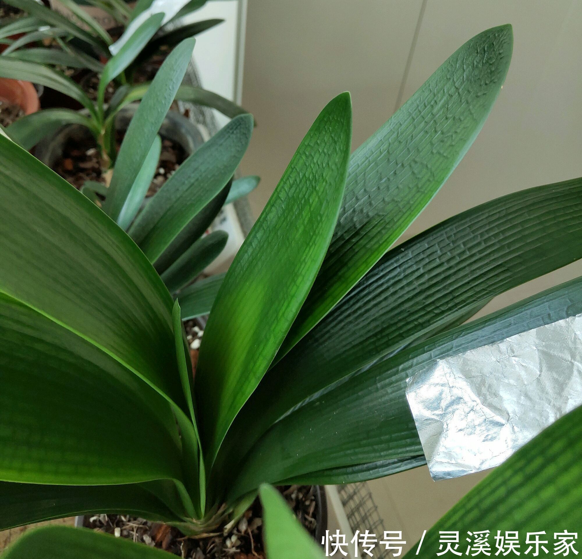 烂根|君子兰在夏季高温的情况下换盆必死无疑花艺师分享了4点妙招