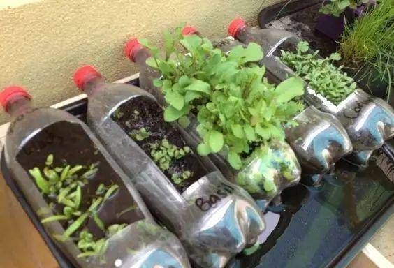 浇水|太神奇了！她在塑料瓶里种蔬菜，一年都吃不完！