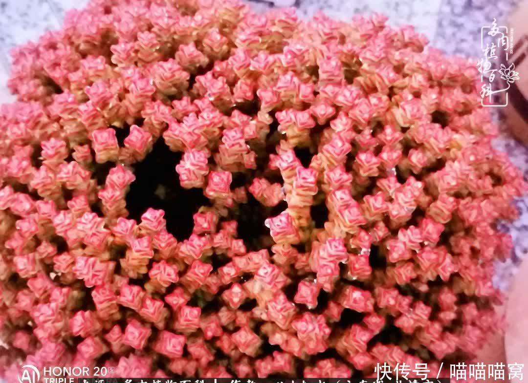 多肉|你是爱,是暖,是希望,你是人间四月天!