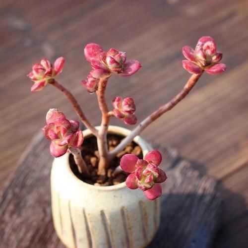 多肉中的“四君子”,圆了花友的“梅兰竹菊”梦,值得收藏