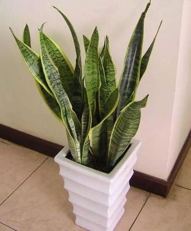 屋里干燥,那就摆这5种花,能当加湿器,皮肤不粗糙!