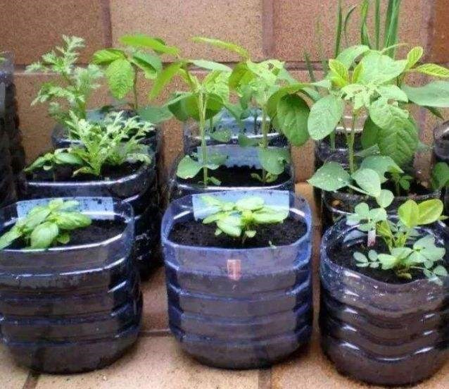 油桶|废弃的油桶别再扔了，简单处理一下，简直就是养花“神器”！